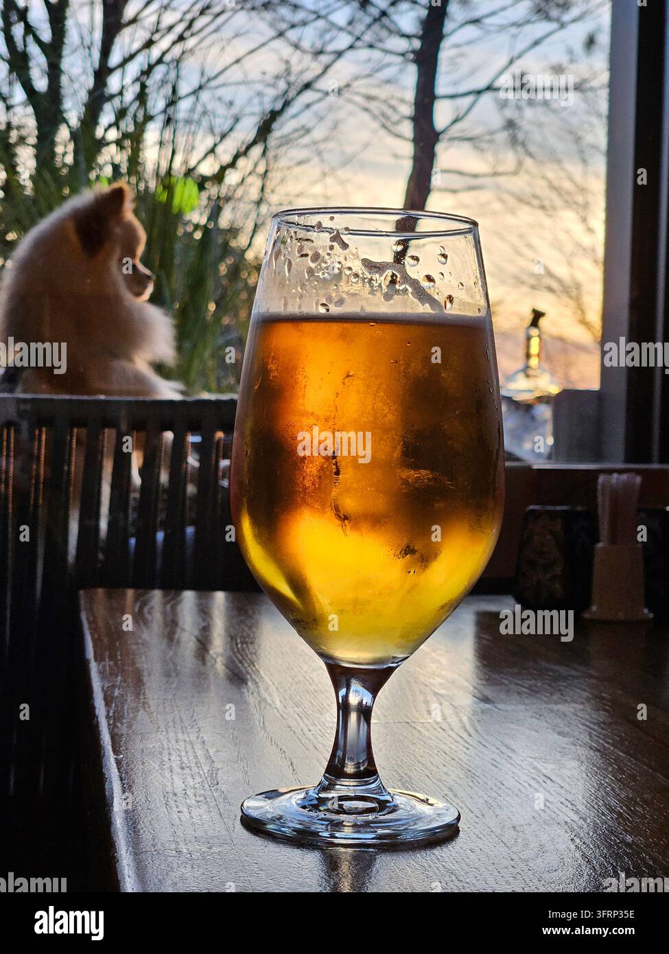 Un verre de bière est posé sur une table. Un chien est assis derrière le verre. Bière dorée dans le verre, condensation visible. Partie mousseuse, liquide ambré, lumière du soleil scintillante. Un chat est assis calmement, observant le verre Banque D'Images