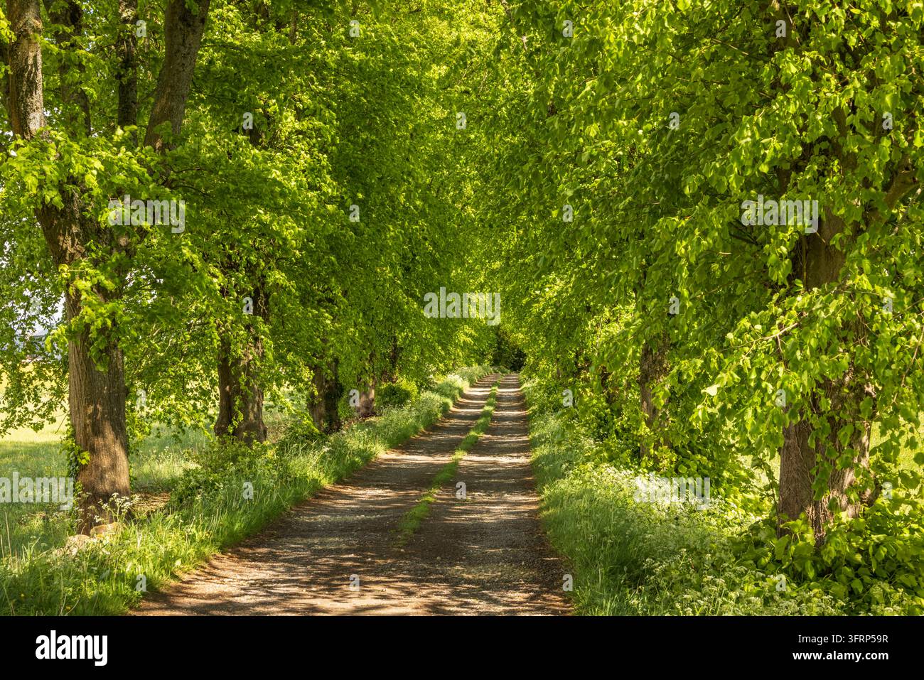 Sentier rural bordé d'arbres dans les Cotswolds, Chipping Norton, Oxfordshire, Angleterre. Printemps (mai) 2026. Banque D'Images