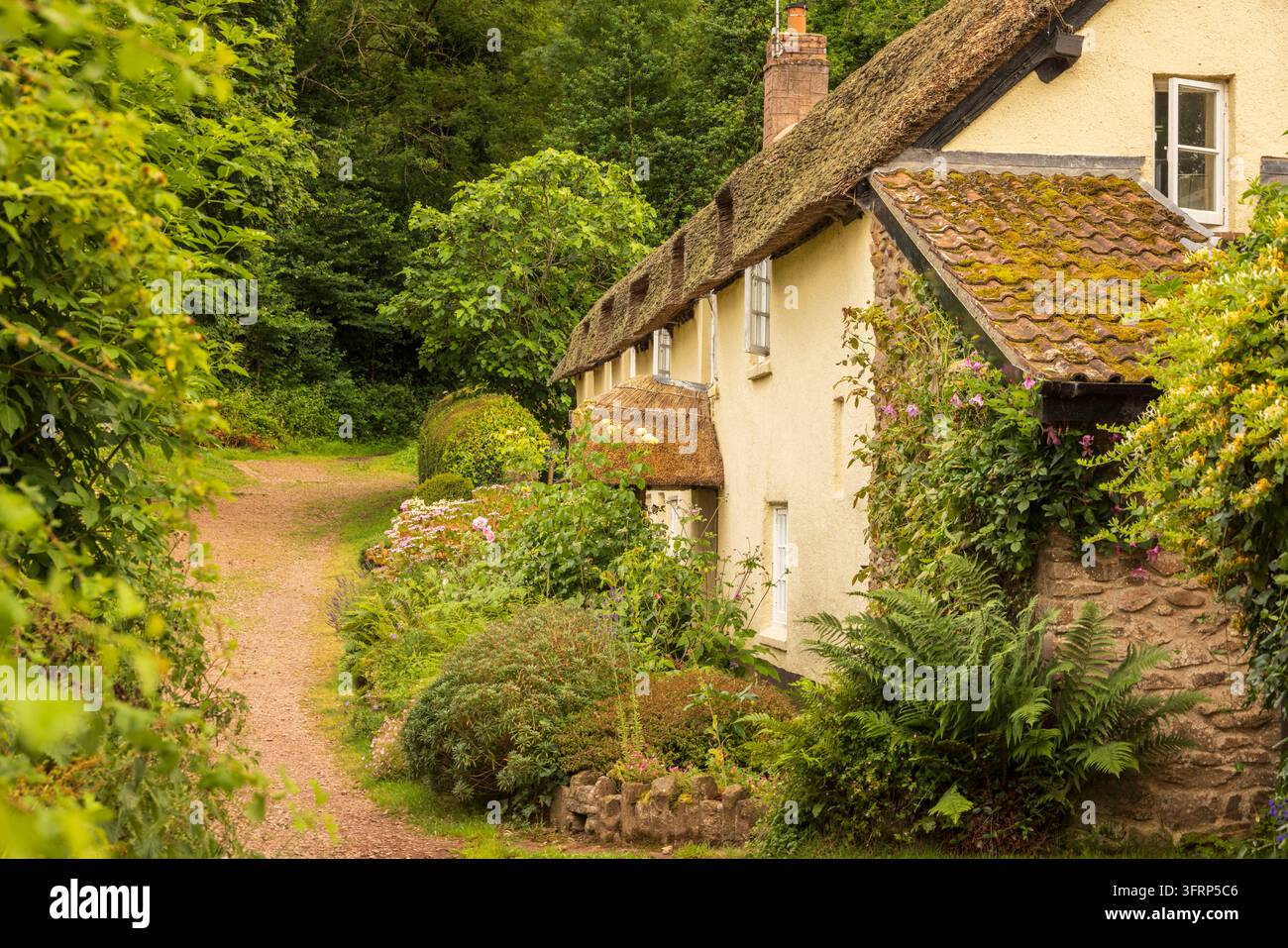 Cottages en chaume dans le village de Dunster, Parc national d'Exmoor, Somerset, Angleterre. Été (juin) 2026. Banque D'Images
