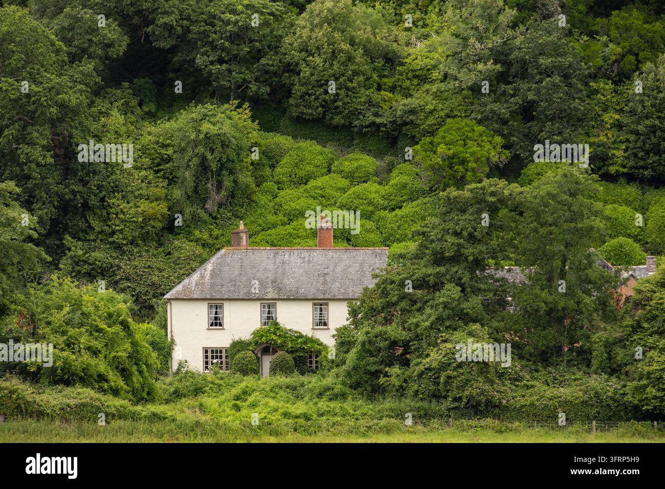 Cottage blanchi au village de Dunster, Parc national d'Exmoor, Somerset, Angleterre. Été (juin) 2026. Banque D'Images