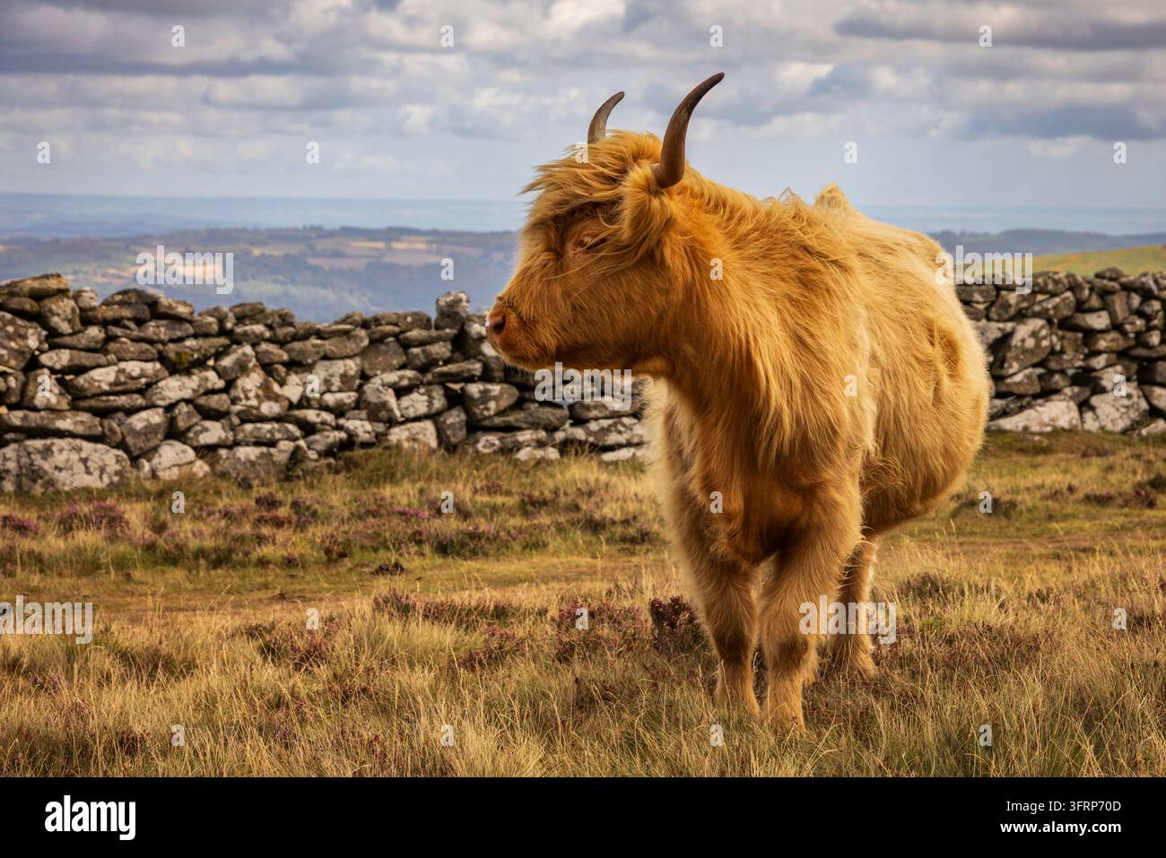 Vache Highland paissant sur les landes de Dartmoor, Devon, Angleterre. Été (août) 2026. Banque D'Images