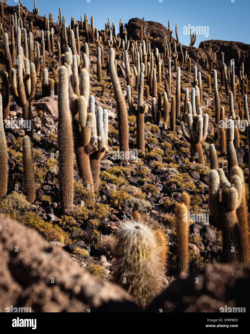 Vue panoramique d'une île de cactus dans une étendue de sel au coucher du soleil Banque D'Images