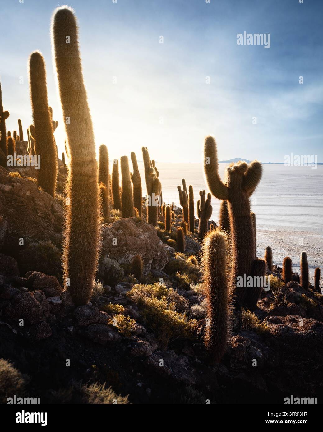 Vue panoramique d'une île de cactus dans une étendue de sel au coucher du soleil Banque D'Images