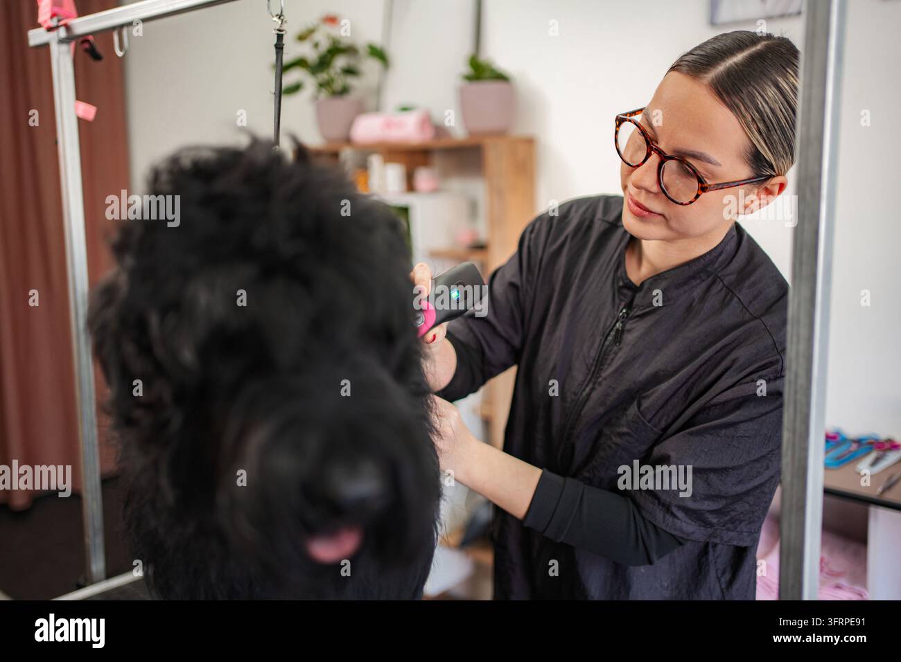 Toiletteur professionnel coupant la fourrure d'un chien noir au salon pour animaux Banque D'Images