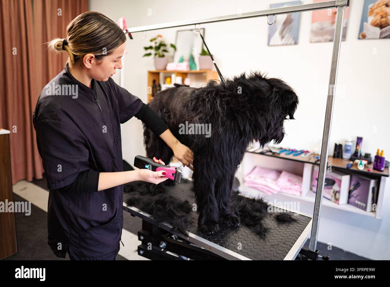 Toilettant de chiens tondant la fourrure d'un chien noir et duveteux Banque D'Images