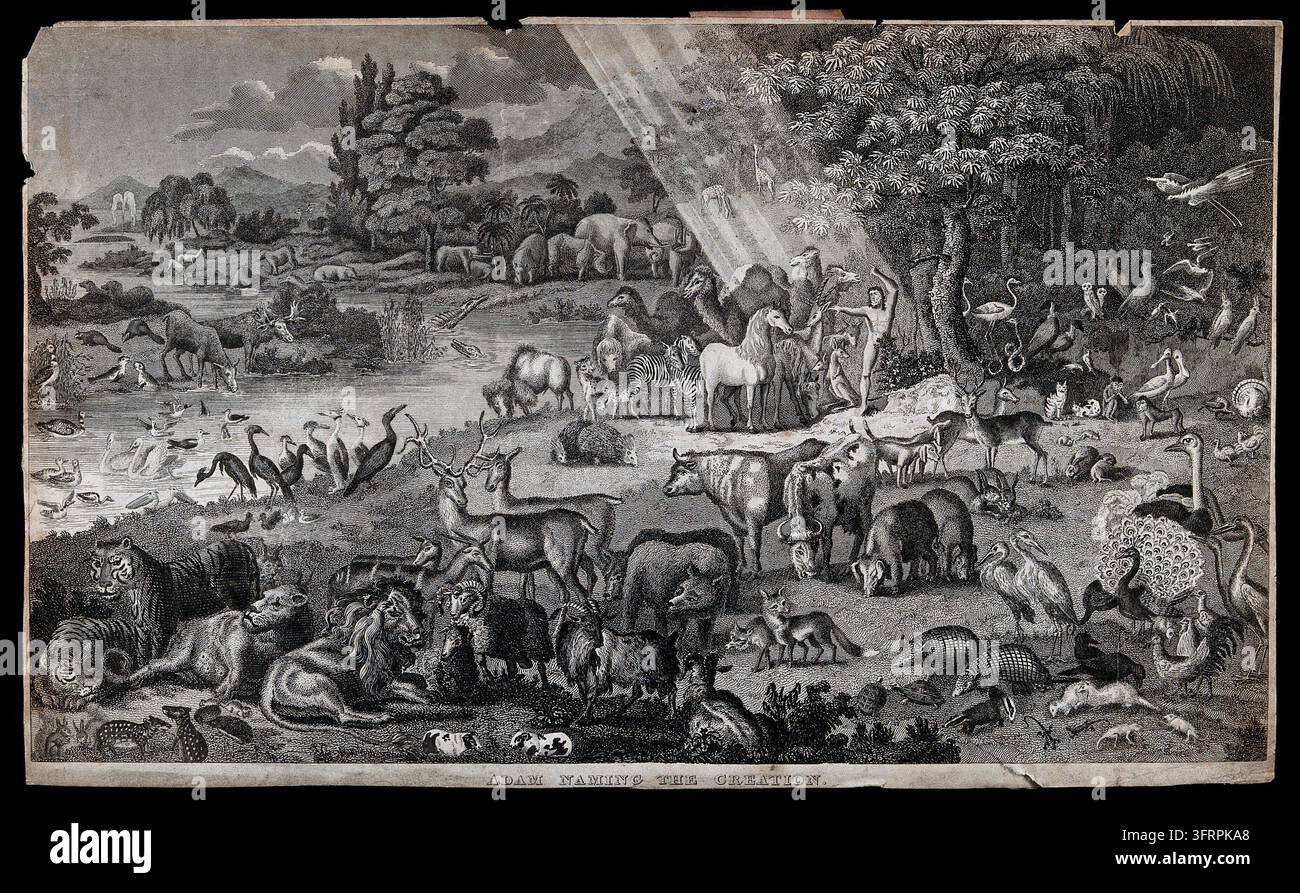 Adam nomme les animaux dans le jardin d'Éden. Gravure Banque D'Images