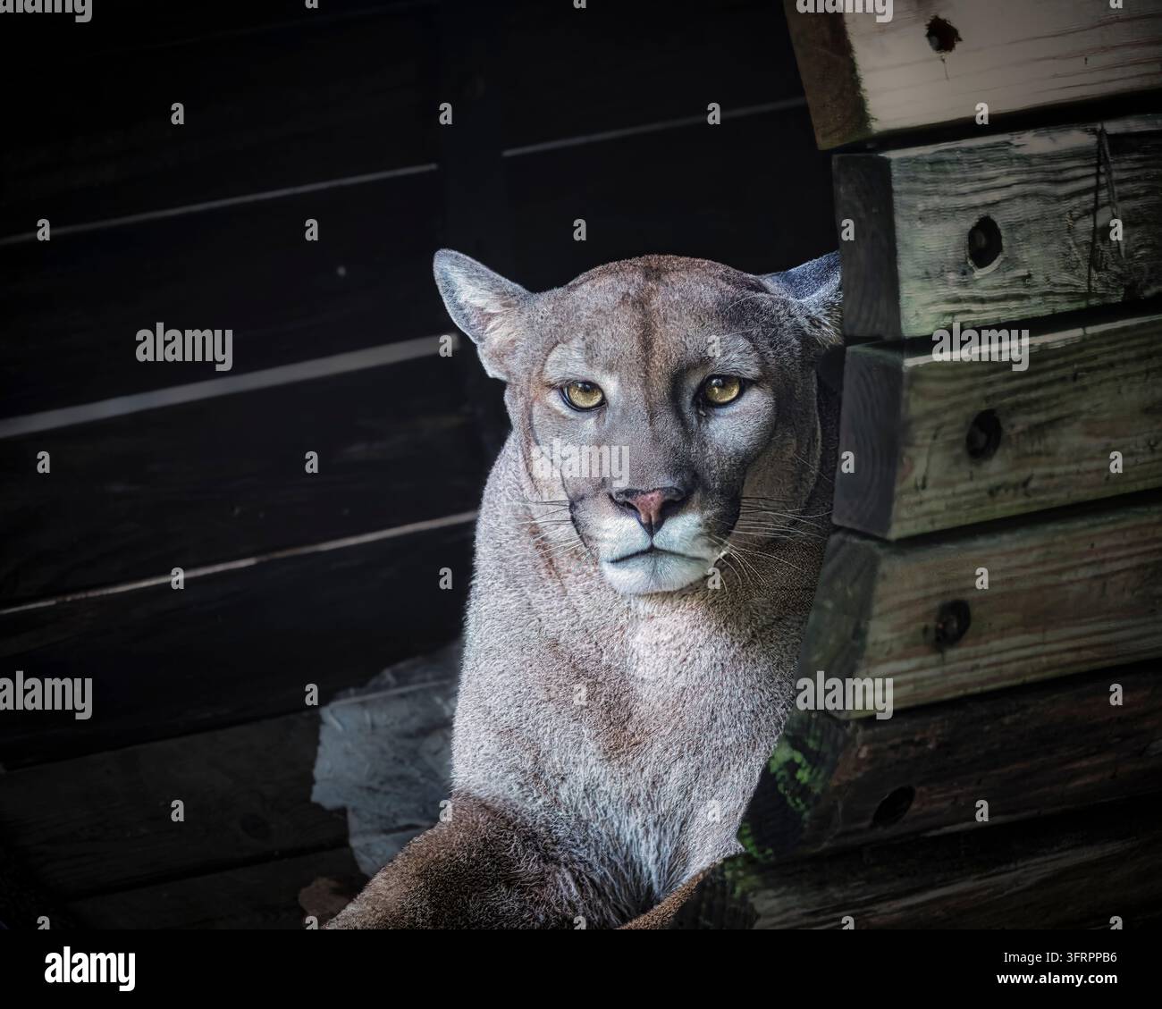 Un puma givré émerge d'un abri en bois sombre. Ses yeux brillants rencontrent le spectateur avec une intensité calme. Le givre adhère à sa fourrure, encadrant un regard immobile et puissant Banque D'Images