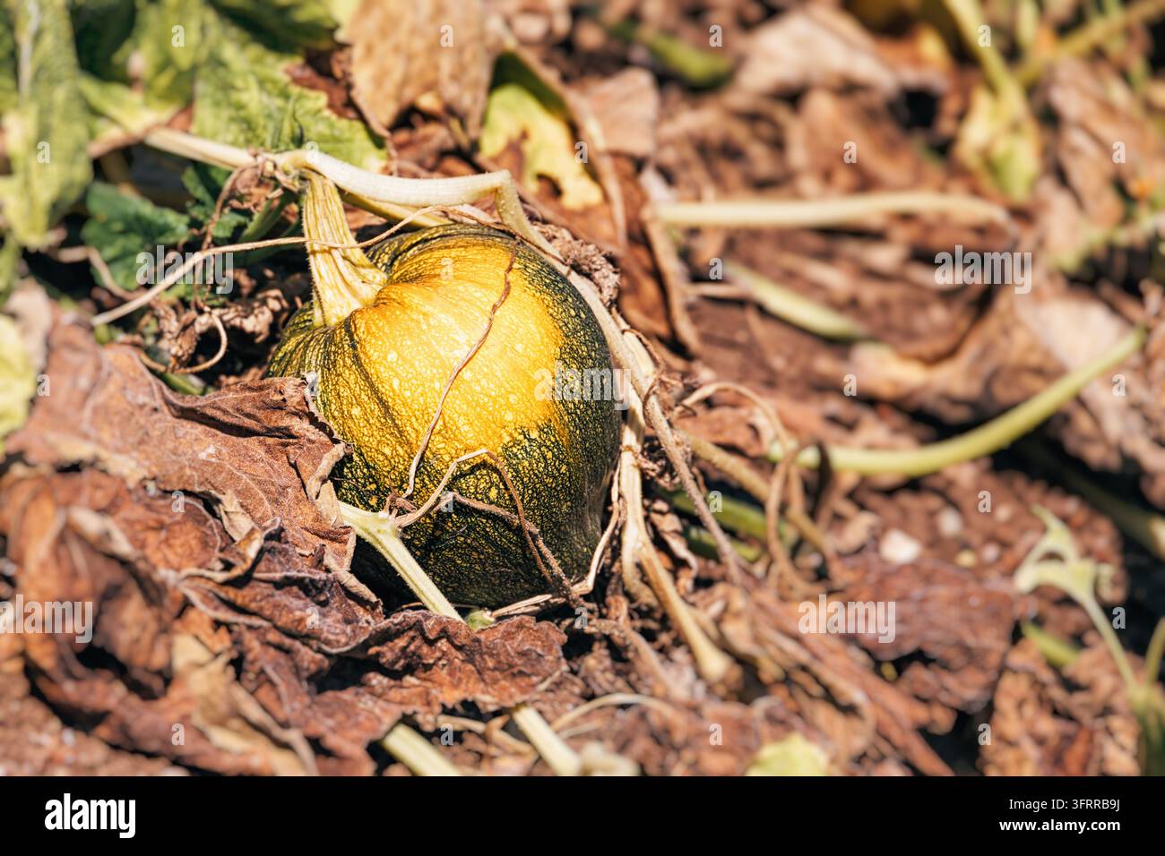 Concept de récolte estivale : citrouilles mûres poussant sur un sol brûlé par le soleil avec des vignes séchées dans un champ. Banque D'Images