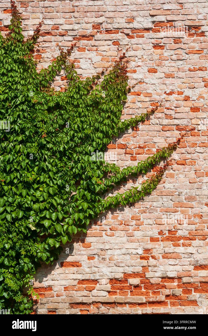 Parthenocisse Tricuspidata sur un mur de briques anciennes Banque D'Images