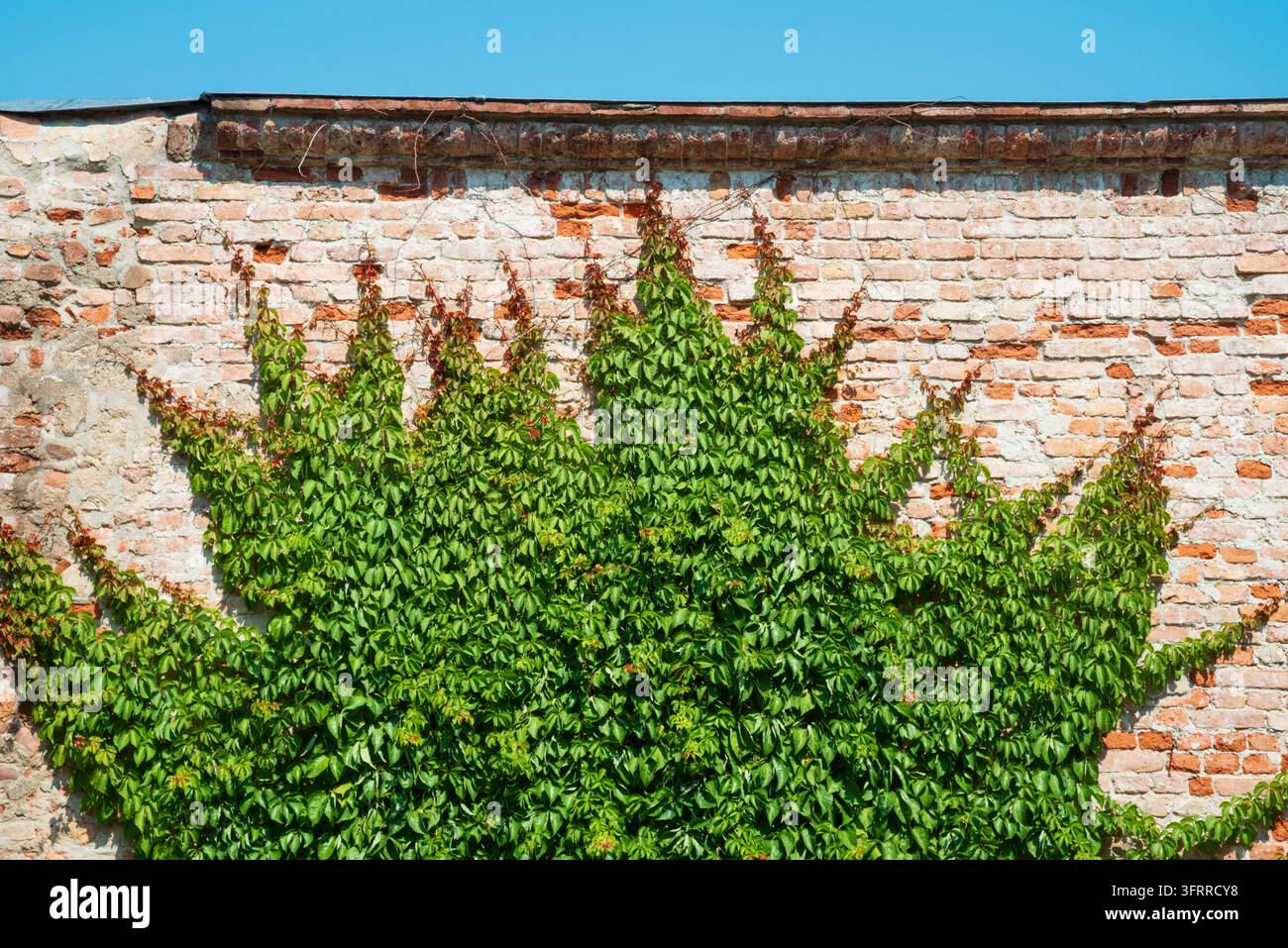 Parthenocisse Tricuspidata sur un mur de briques anciennes Banque D'Images