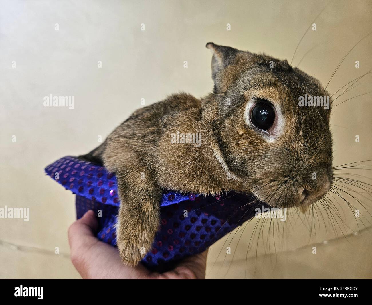 Un lapin est assis sur un chapeau. Le chapeau est violet et a un motif. Le lapin regarde l'appareil photo Banque D'Images