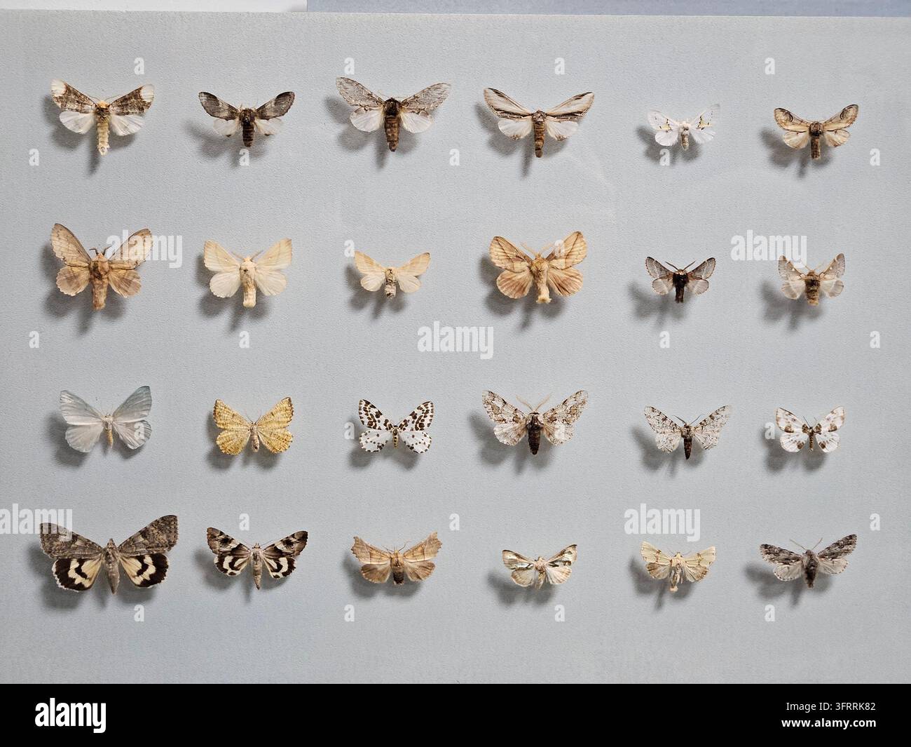 MINSK - 24 MARS 2025 : Une collection de papillons aux couleurs et motifs variés. Les papillons sont disposés en rangées sur un fond blanc Banque D'Images