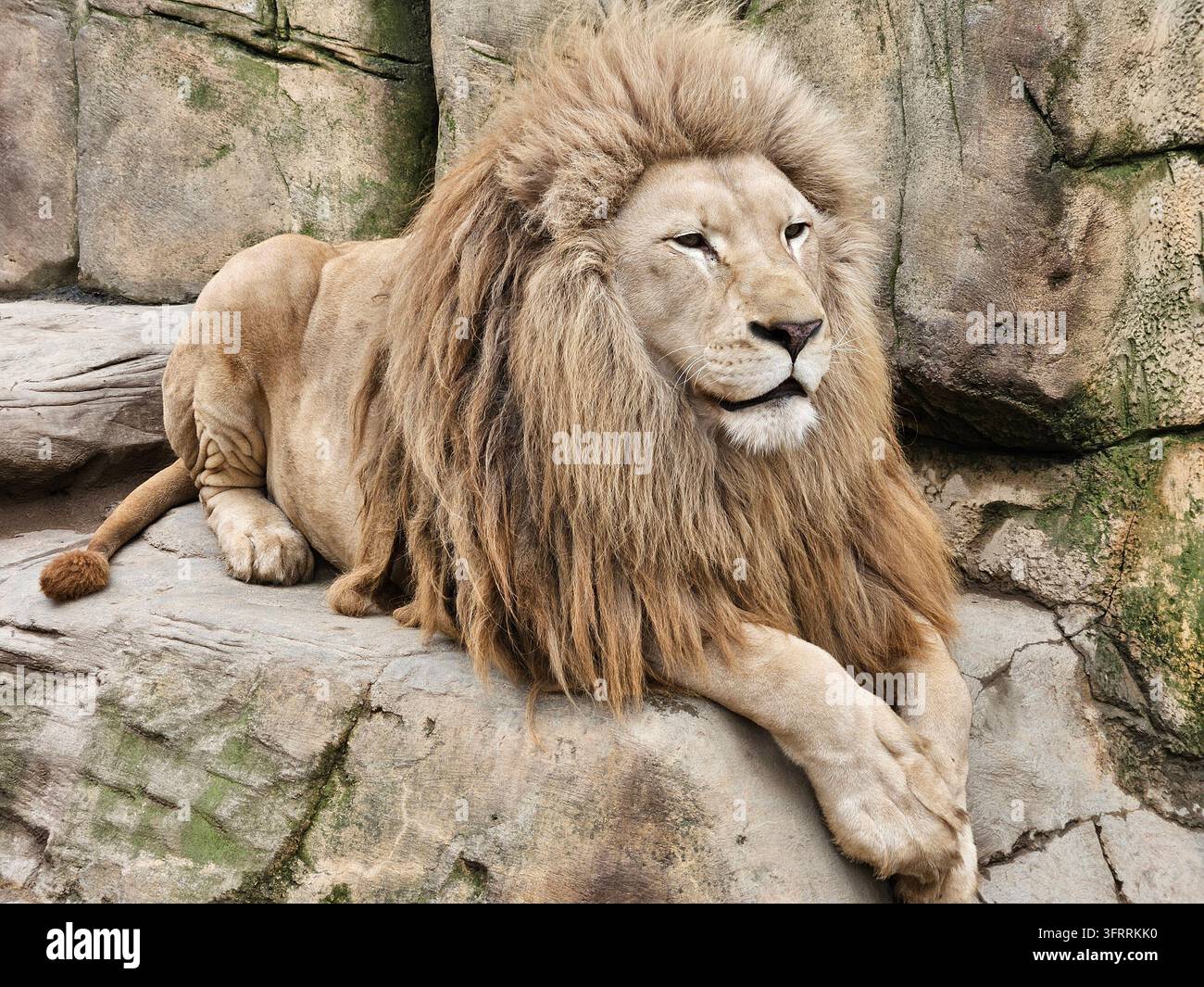 MINSK - 25 MARS 2025 : Un lion est allongé sur un rocher, regardant l'appareil photo. Le lion est grand et a une longue crinière Banque D'Images