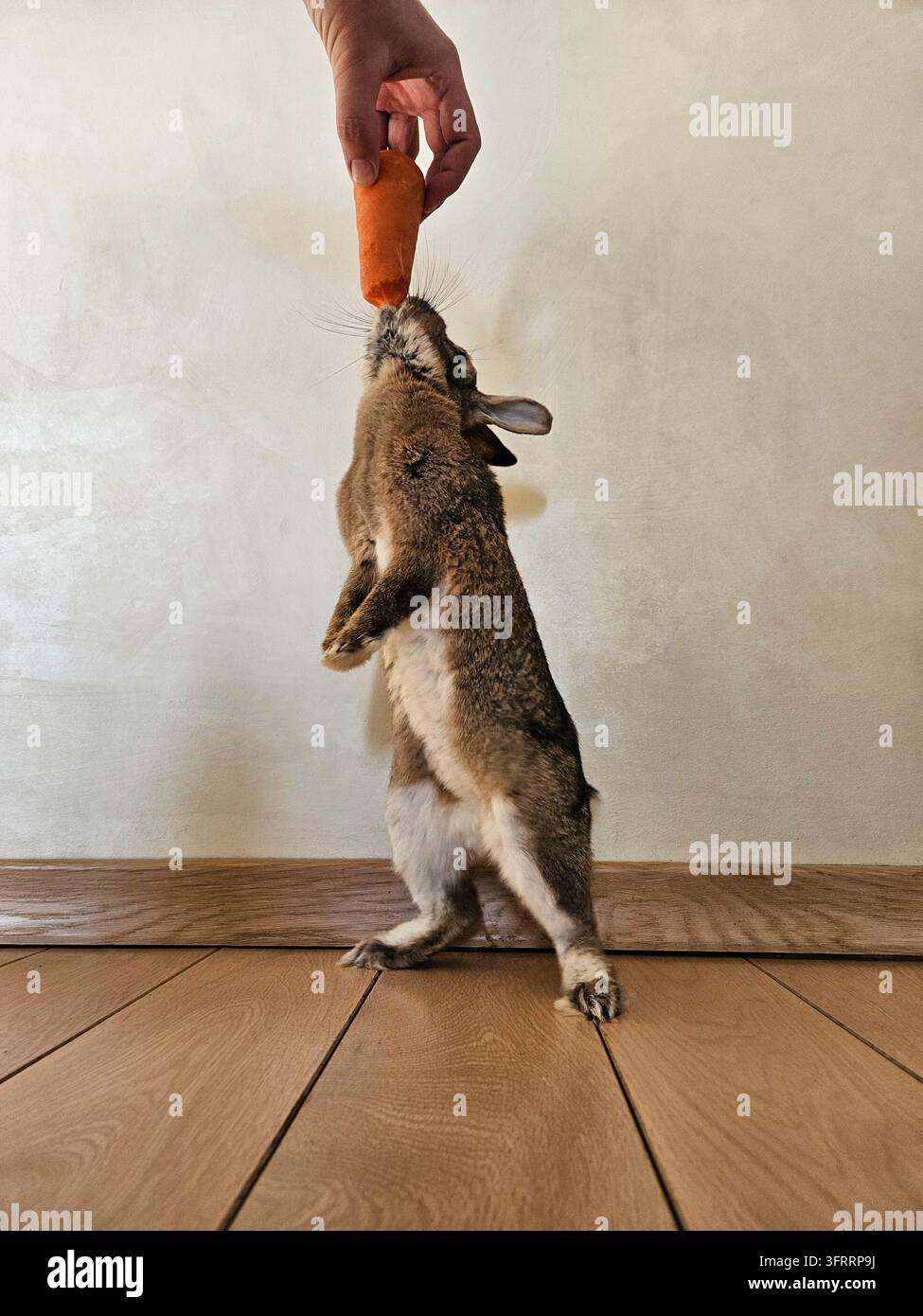 Un lapin se tient sur un plancher en bois et mange une carotte. Le lapin tient la carotte dans sa bouche et savoure cette friandise Banque D'Images