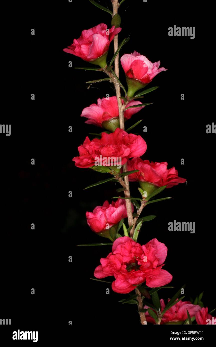 Leptospermum scoparium 'red damask' Banque D'Images