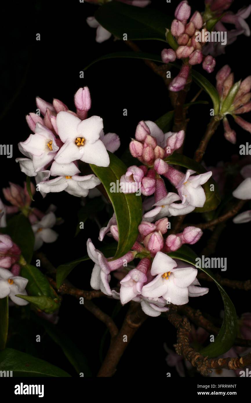 Daphne bholua 'Jacqueline' Postill Banque D'Images