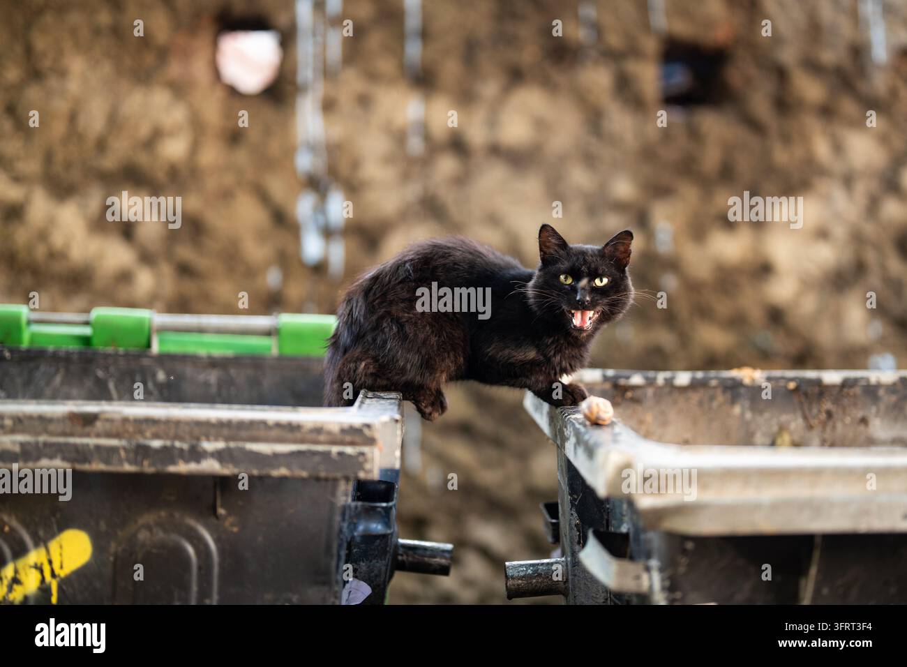Chat noir errant miaulant à la caméra tout en étant assis sur deux conteneurs à ordures extérieurs dans la rue. Banque D'Images