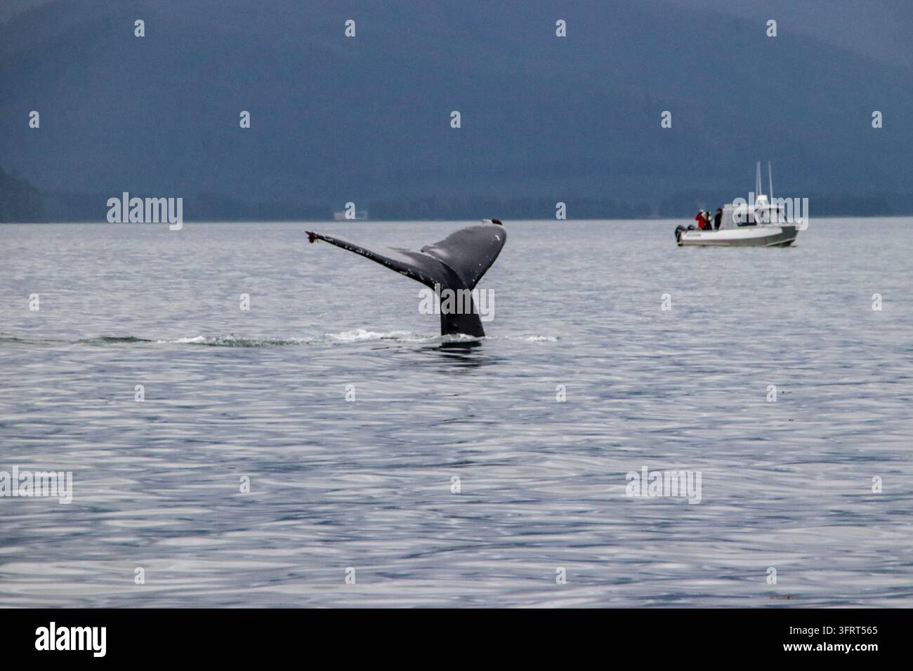La nageoire d’une baleine à bosse s’élève au-dessus de l’eau alors qu’elle plonge dans l’océan près de Juneau, Alaska, États-Unis. Banque D'Images