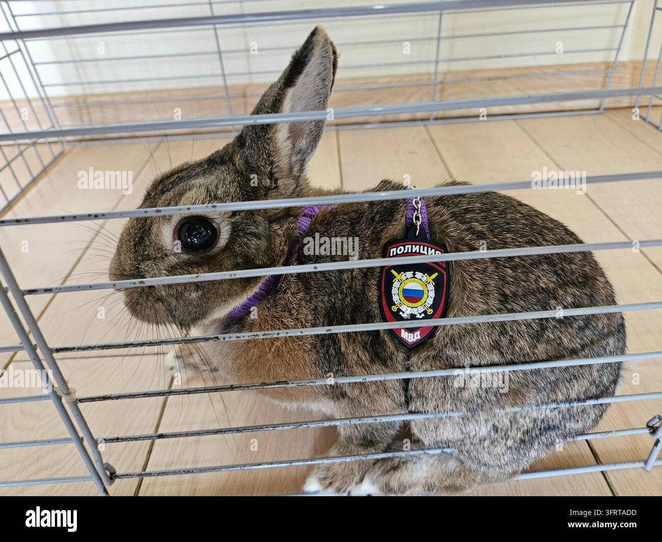 Un lapin est assis dans une cage avec une étiquette qui dit Police. Le lapin porte un collier violet Banque D'Images
