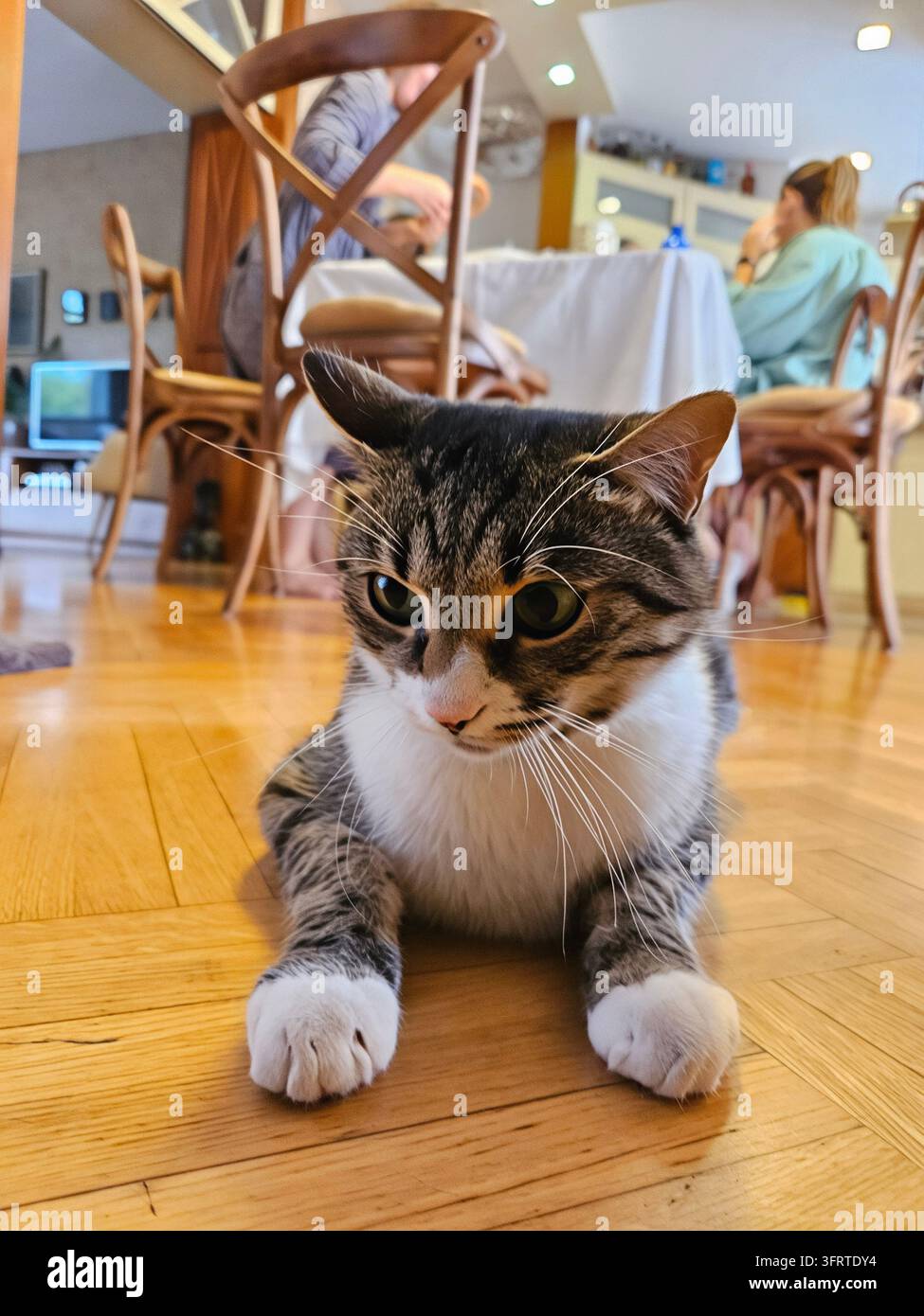 Le chat est allongé sur le sol dans une pièce avec une table à manger et des chaises. Le chat regarde l'appareil photo avec une expression curieuse, photo réelle Banque D'Images