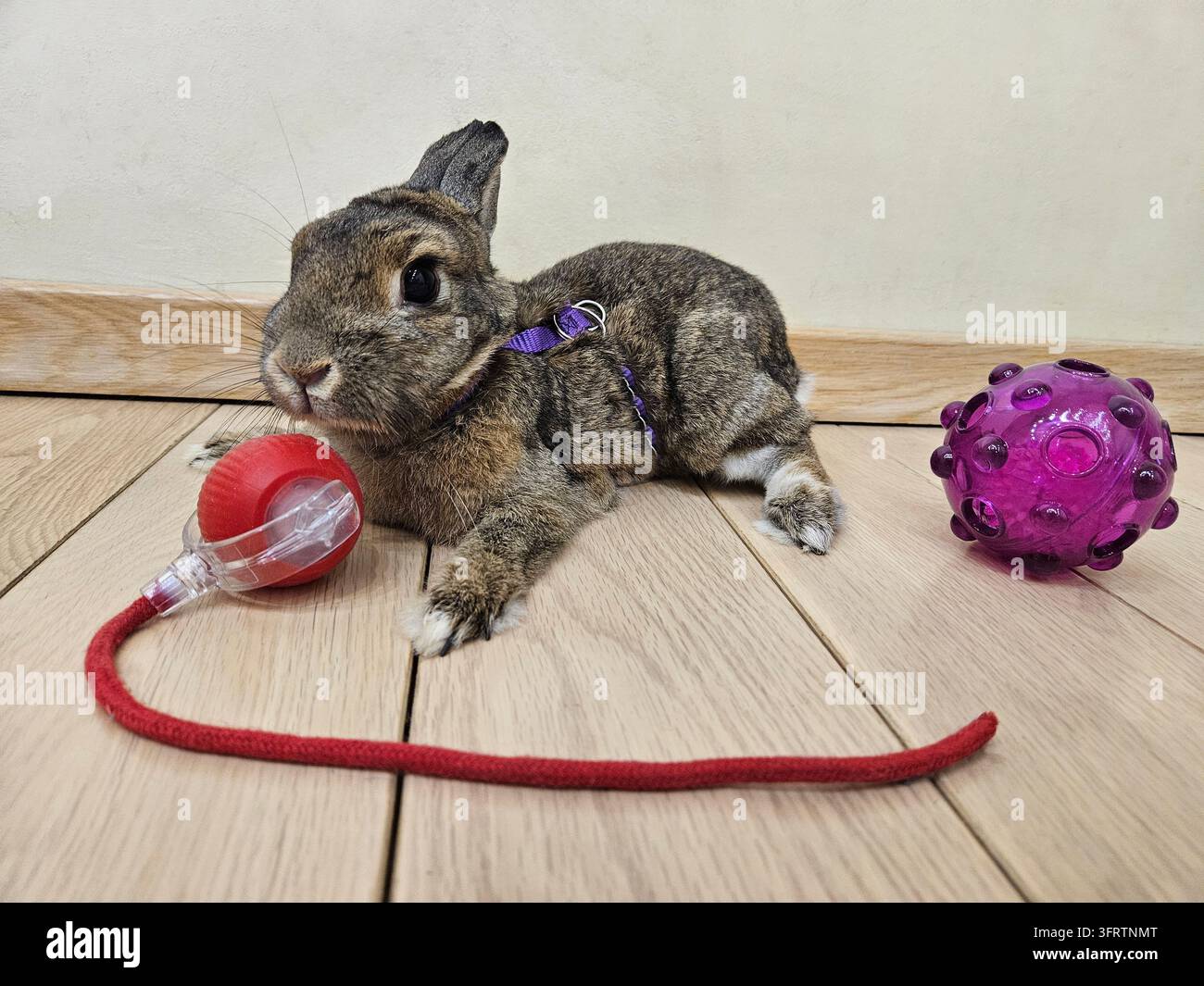 Lapin mignon reposant sur un plancher en bois. Il porte un harnais violet avec des accents jaunes. Un jouet rouge et une balle violette se trouvent à proximité. Ses yeux regardent directement le spectateur. Scène d'animal de compagnie ou de jouet pour des moments ludiques Banque D'Images