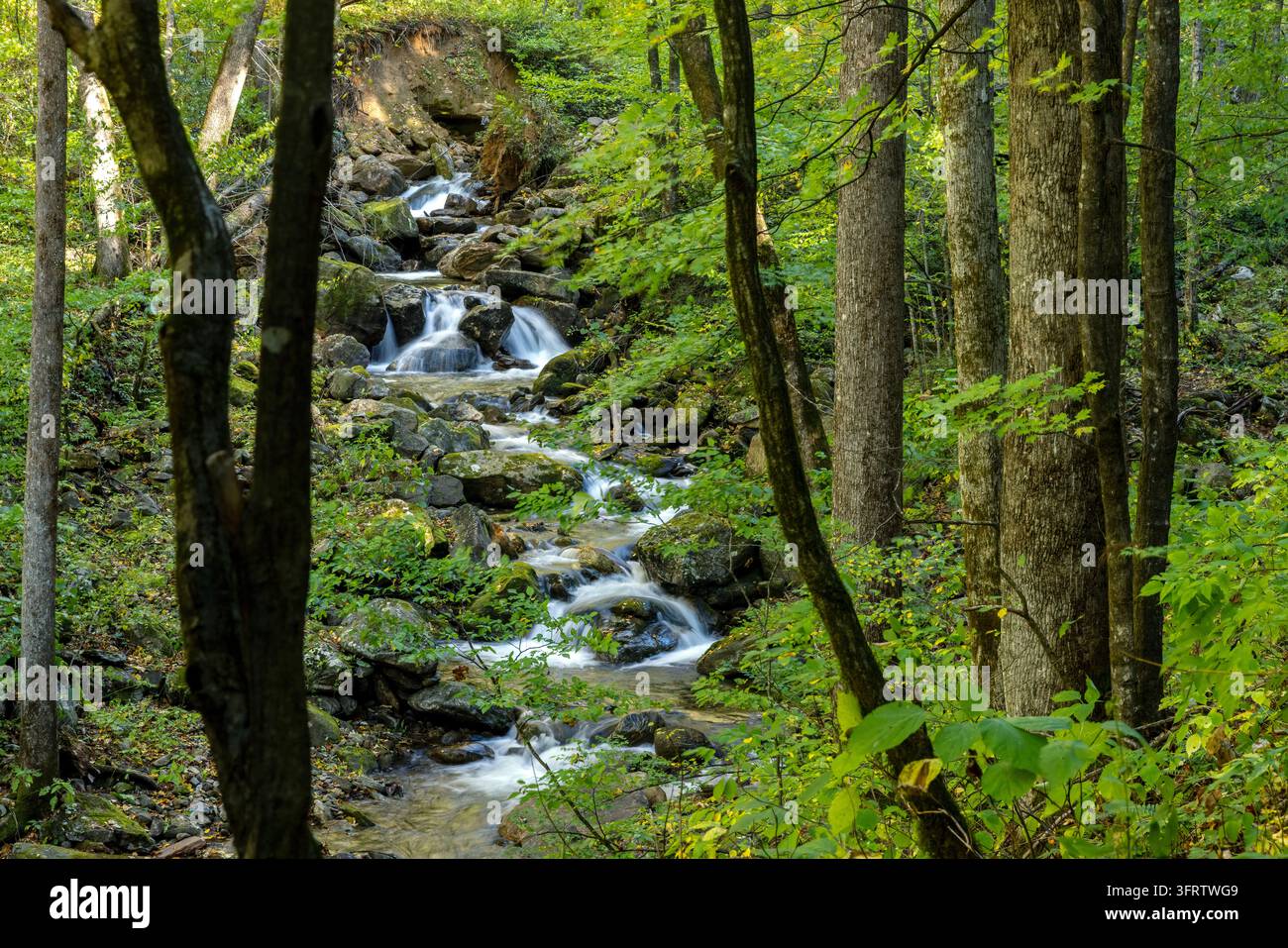 Cascades de Lanning Branch encadrées par la forêt, sentier de boucle Daniel Ridge, forêt nationale de Pisgah, près de Brevard, Caroline du Nord, États-Unis. Banque D'Images