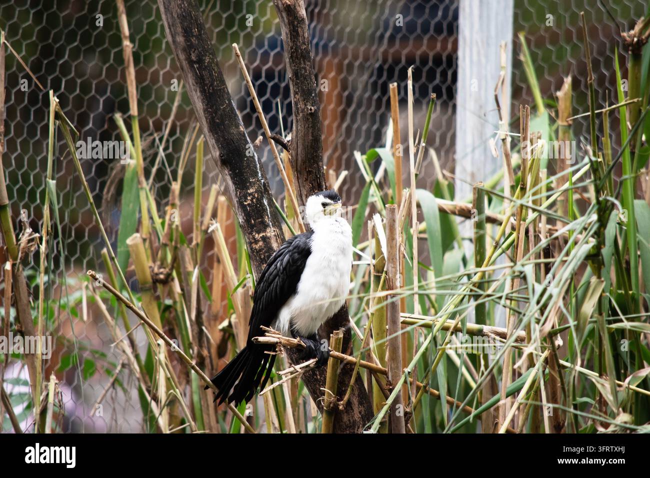 Le Cormorant à pied est un oiseau de taille moyenne avec des ailes noires et une queue noire. Il a un visage et une poitrine blancs. Banque D'Images