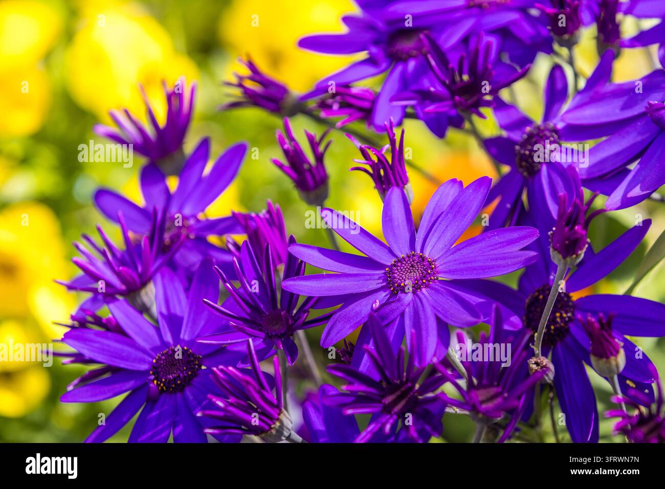 Superbe photo en gros plan de fleurs de cineraria violettes éclatantes, également connues sous le nom de cineraria de fleuriste (Pericallis × hybrida), en fleur dans un g coloré Banque D'Images