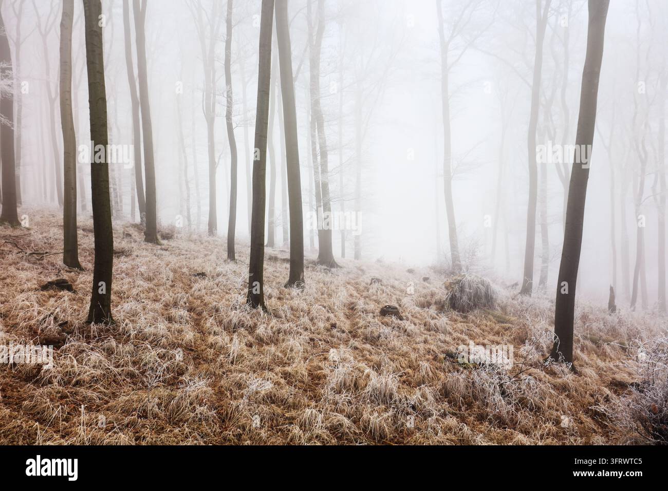 Forêt d'hiver dans les montagnes. Treet d'hiver majestueux Banque D'Images