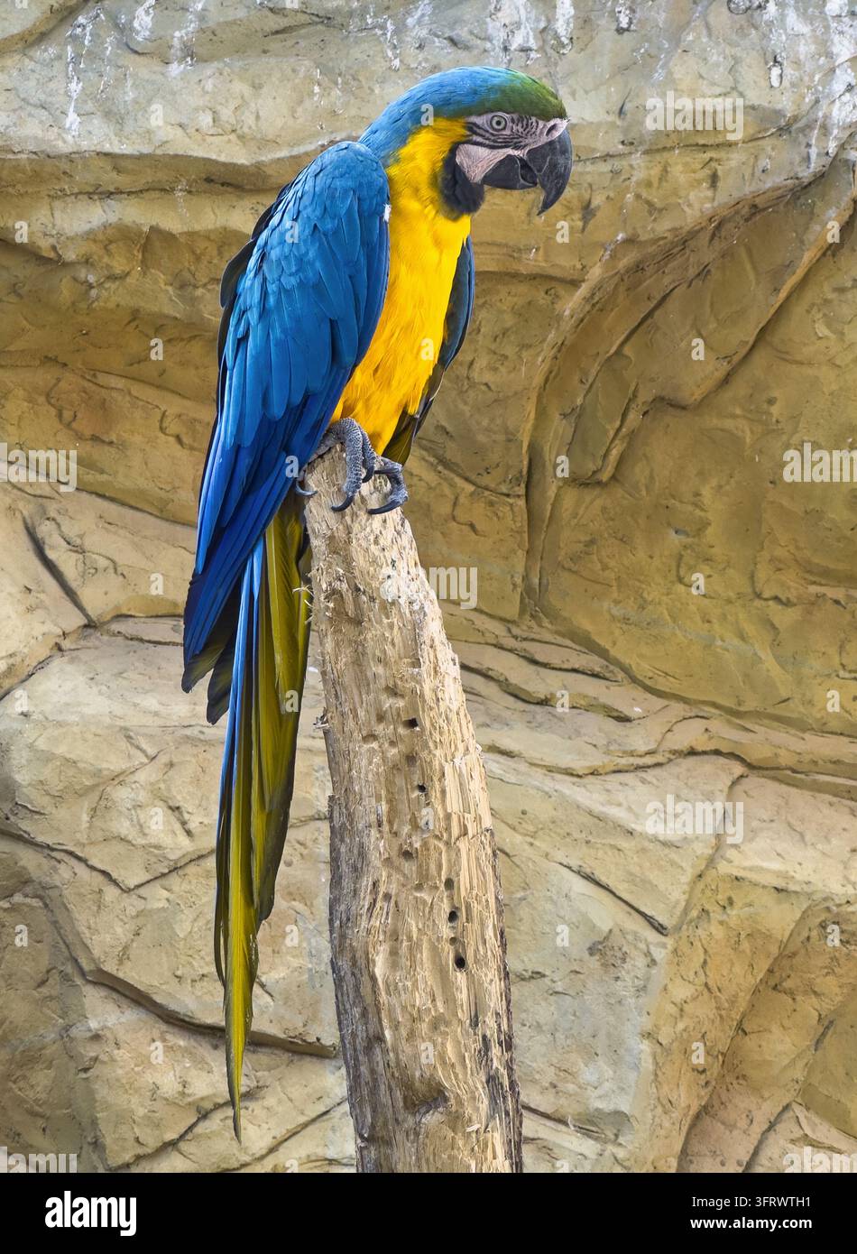 Portrait d'un aras bleu et jaune (ara ararauna) perché sur un mur Banque D'Images