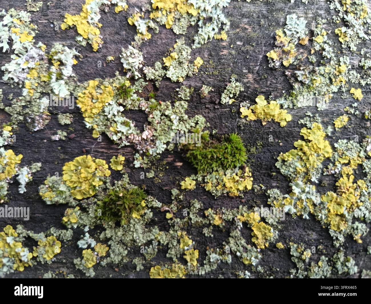 Lichens jaunes et gris pâle avec de la mousse verte sur du bois sombre patiné Banque D'Images