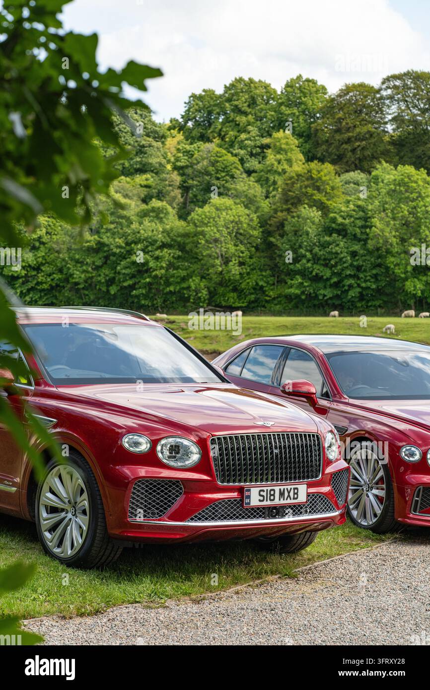 Bentley Bentayga et Flying Spur rouges utilisés pour transporter les invités autour du domaine de The Macallan près de la rivière Spey, Speyside, Écosse, Royaume-Uni Banque D'Images