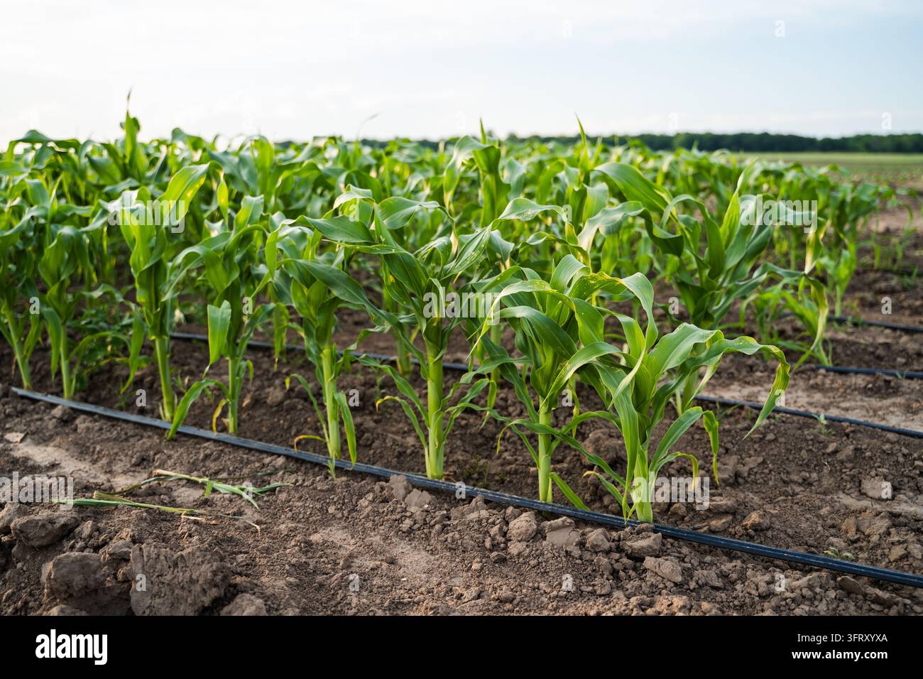 Jeunes plants de maïs dans un champ agricole, dotés d'un système d'irrigation par goutte à goutte arrosant les rangées de cultures en croissance Banque D'Images