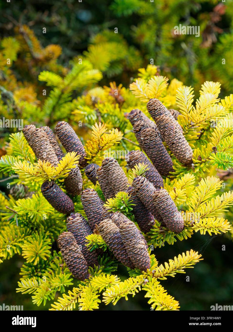 Abies koreana, Sapin bleu coréen à cône Banque D'Images