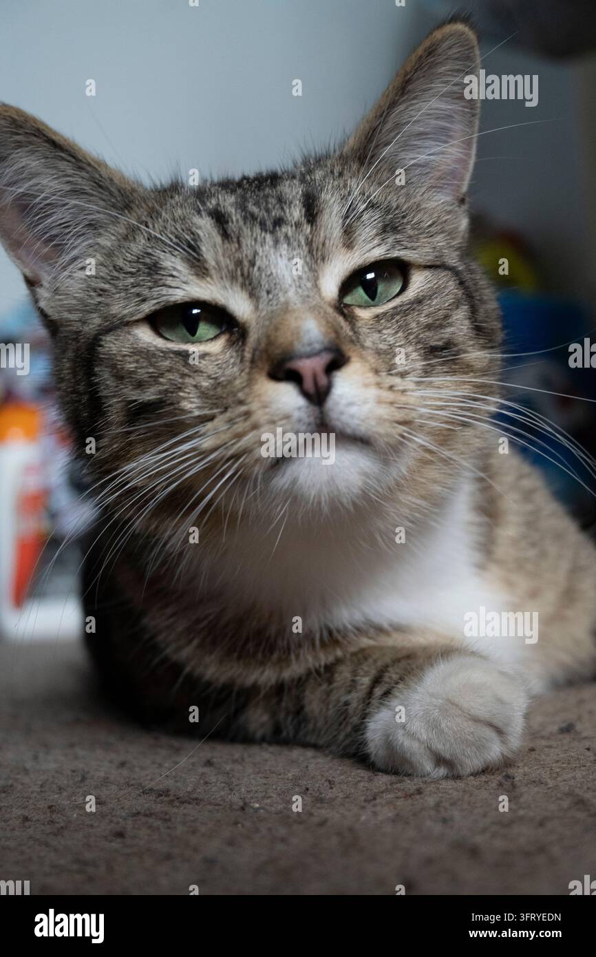 Chat regardant la caméra Banque D'Images