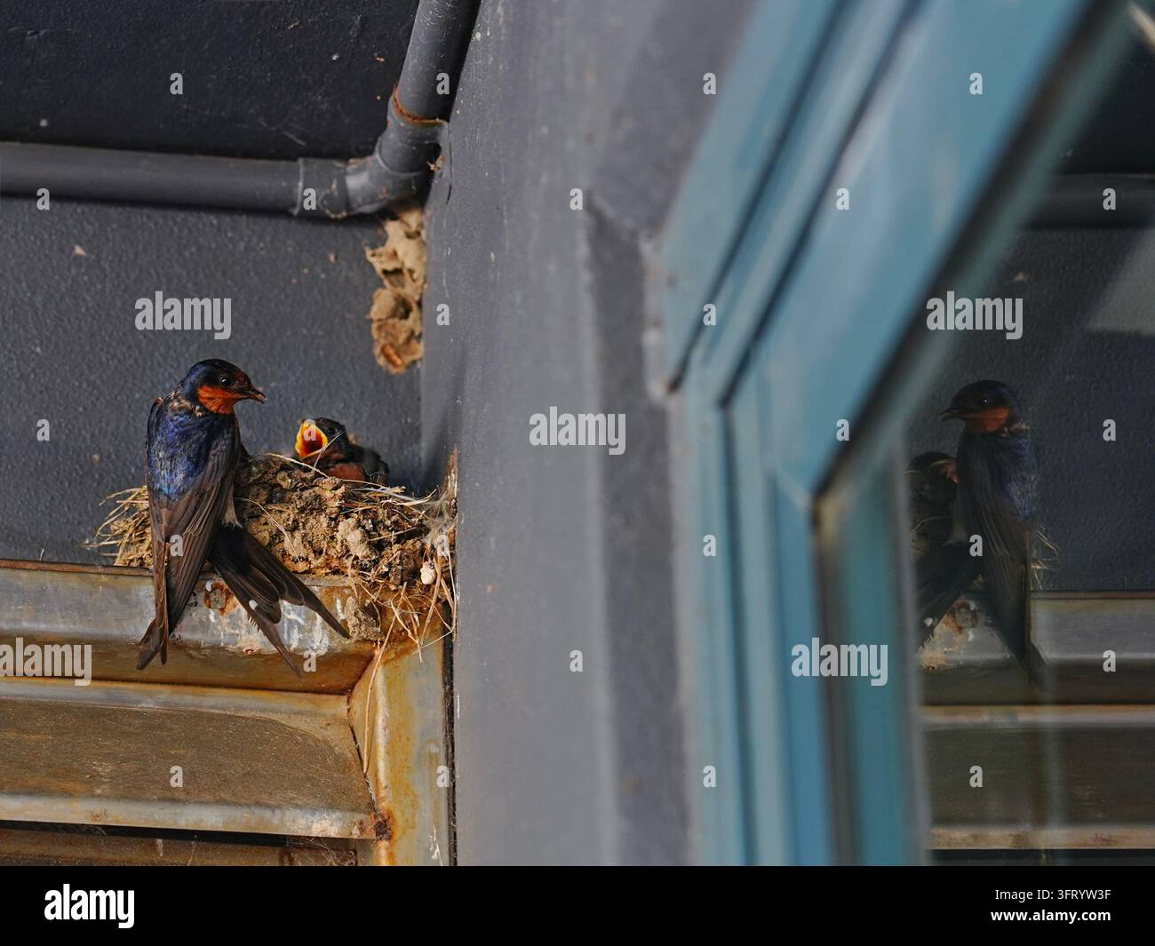 Hirondelle bienvenue (Hirundo neoxena) à côté d'un poussin mendiant dans un nid de boue avec son reflet dans une fenêtre voisine Banque D'Images