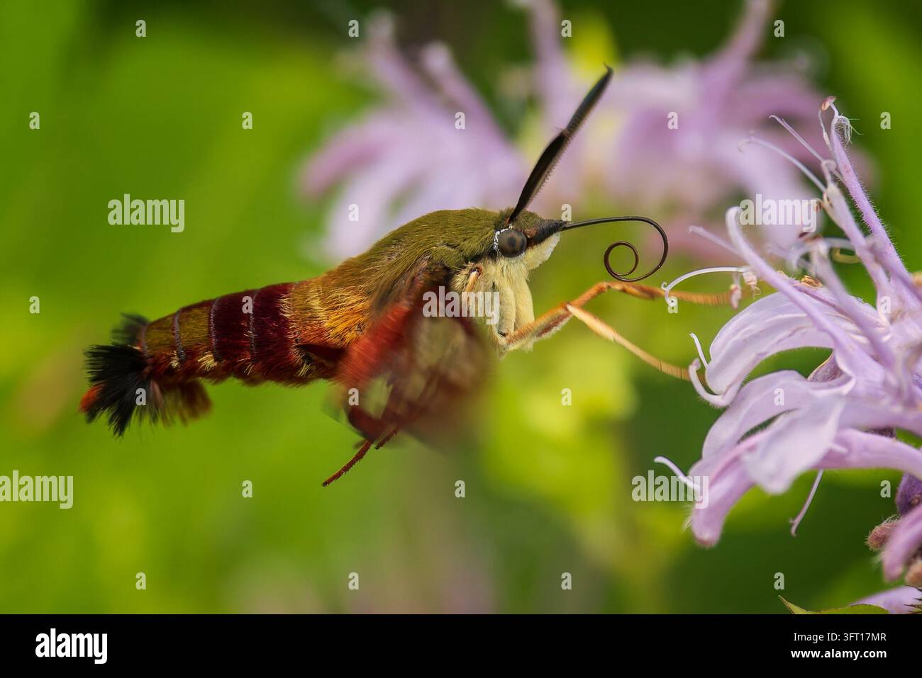 Un papillon colibri se nourrit d'une fleur au bord de la route en Ontario, Canada Banque D'Images