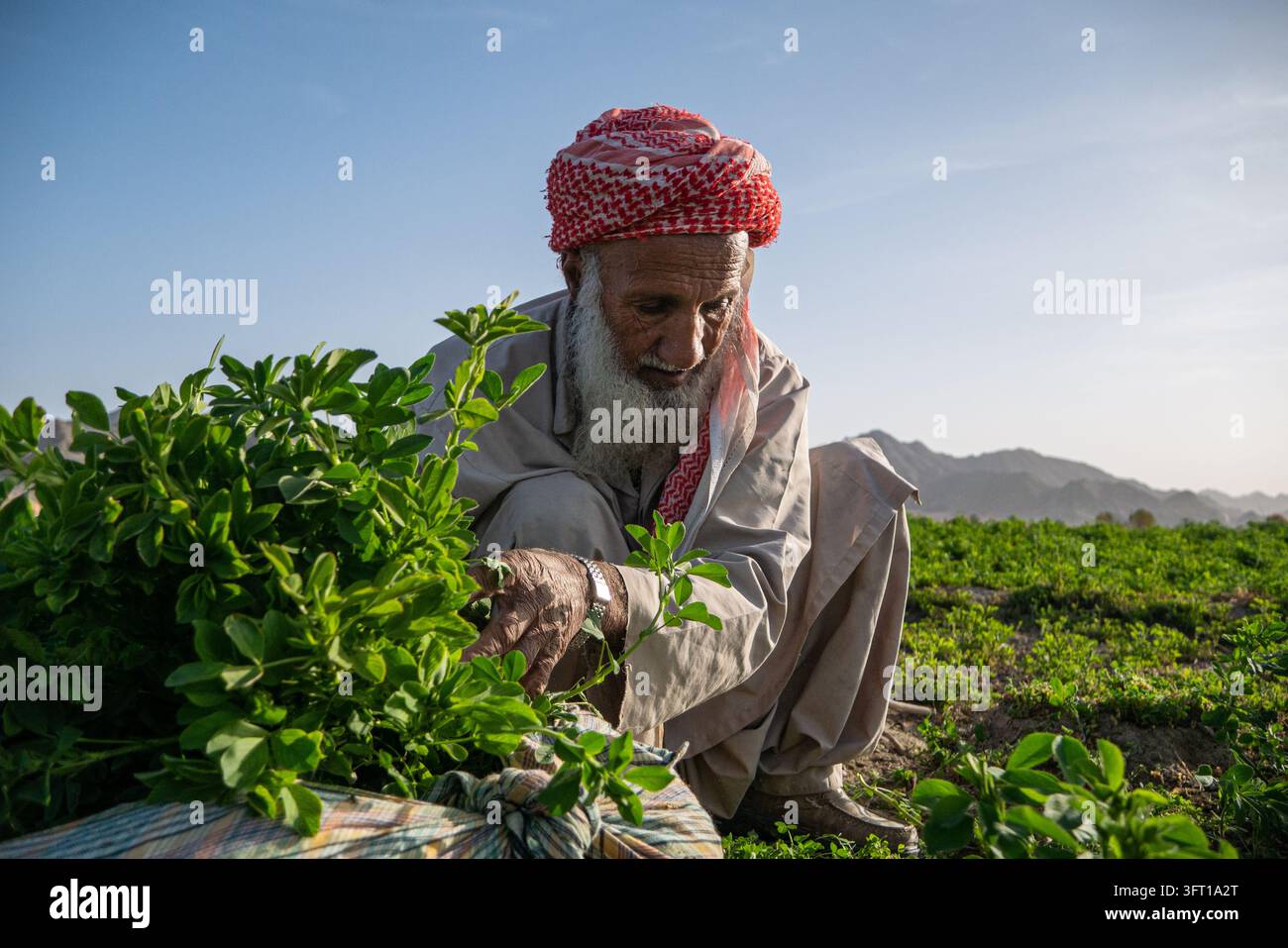 Un ancien fermier en tenue traditionnelle récoltant des cultures d'alfalfa vertes fraîches dans un champ agricole rural avec des montagnes arides en arrière-plan Banque D'Images