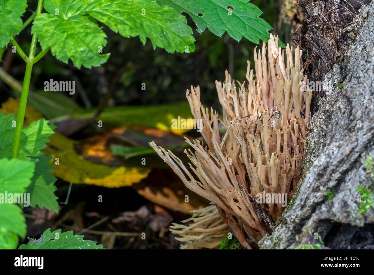 Corail à branches strictes / champignon corail strict (Ramaria stricta / Clavaria stricta) poussant sur du bois mort de tronc d’arbre dans une forêt en automne Banque D'Images