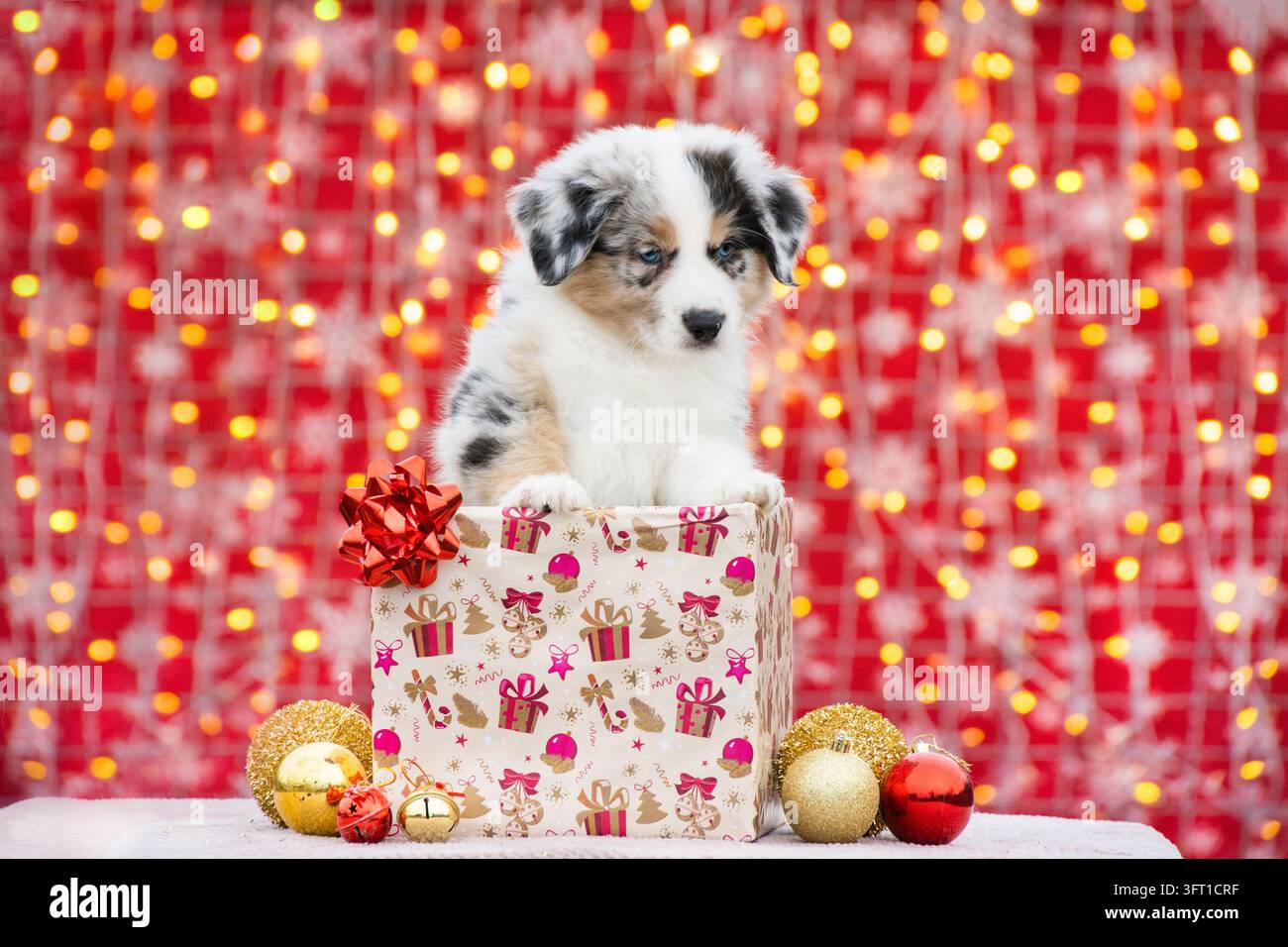 Chiot australien dans une boîte cadeau avec un nœud. Séance photo de Noël pour chiot Merle. Banque D'Images