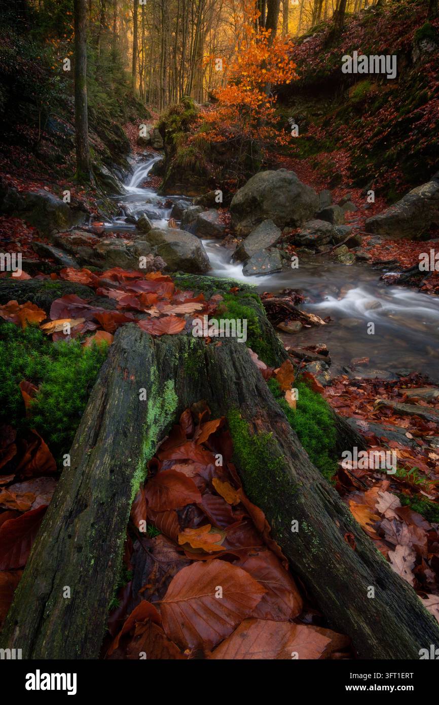 Vue d'un ruisseau traversant la forêt des Hautes Fagnes en automne, avec des souches d'arbres moussues et des feuilles tombées à Malmedy, en Wallonie, Belgique. Banque D'Images