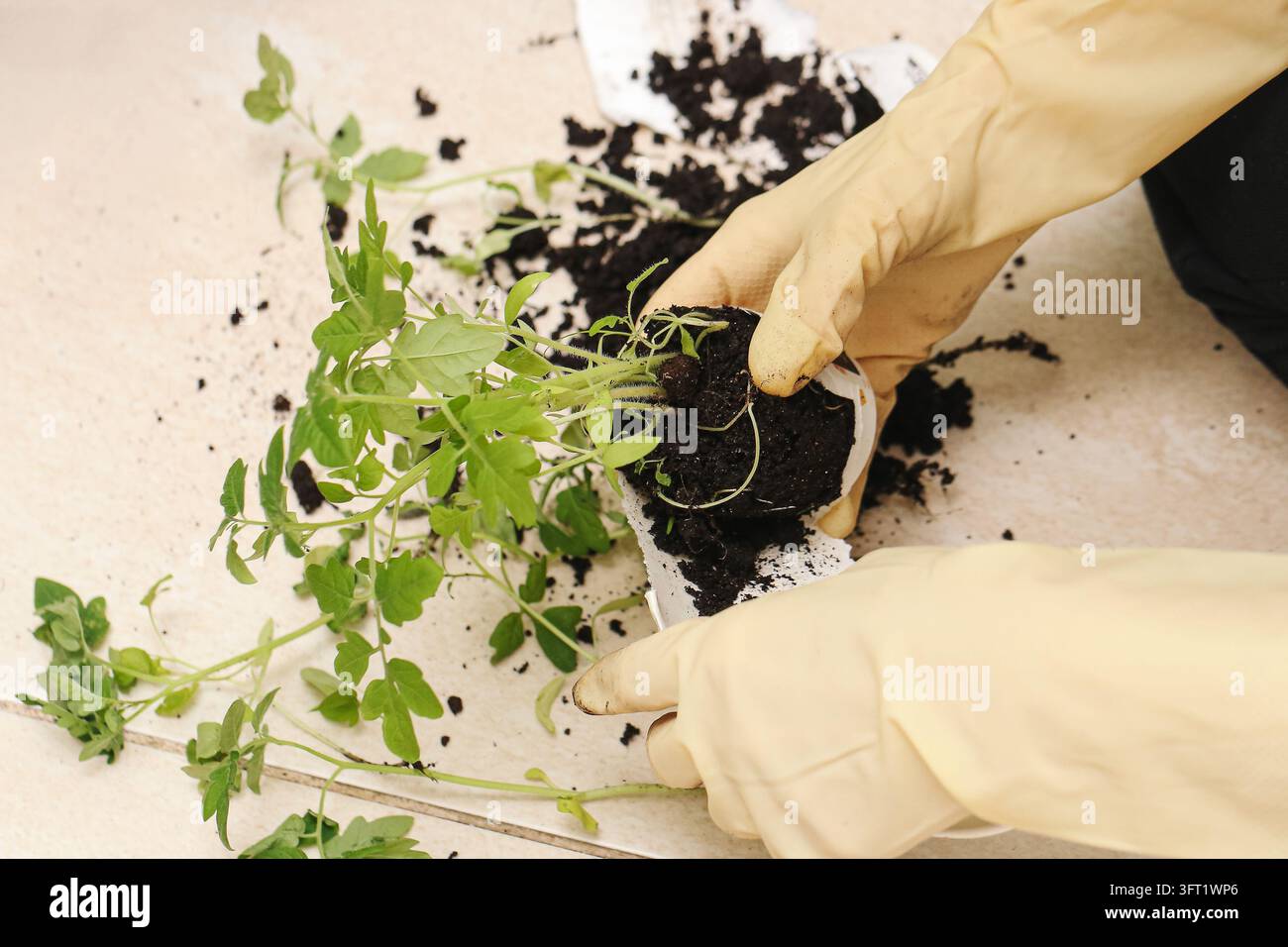 Mains gantées manipulant des plants de tomates déracinés avec des racines exposées et de la terre meuble. Jardinage intérieur et repiquage de jeunes plantes. Banque D'Images