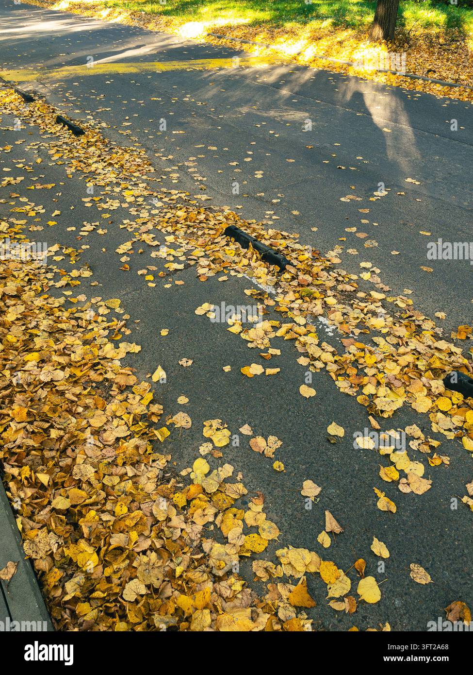 Feuilles de tilleul dorées d'automne éparpillées sur une route asphaltée dans le parc - Image de stock capturée avec un smartphone