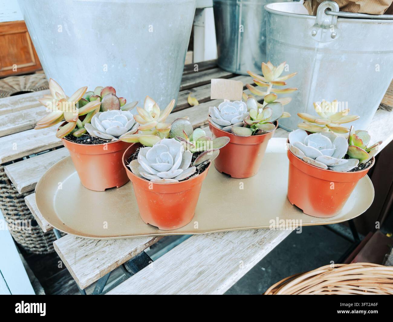 Petites plantes succulentes en pot sur un plateau en métal dans une pépinière Banque D'Images