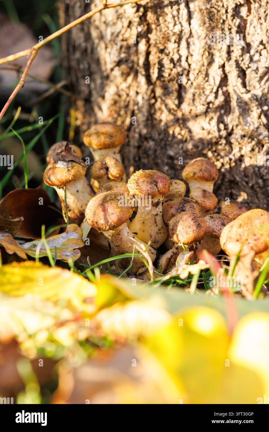Champignons à la racine de l'arbre entouré de feuillage d'automne. Champignons comestibles émergeant du sol à la base de l'arbre, entourés de feuilles mortes. Une forêt naturelle c Banque D'Images