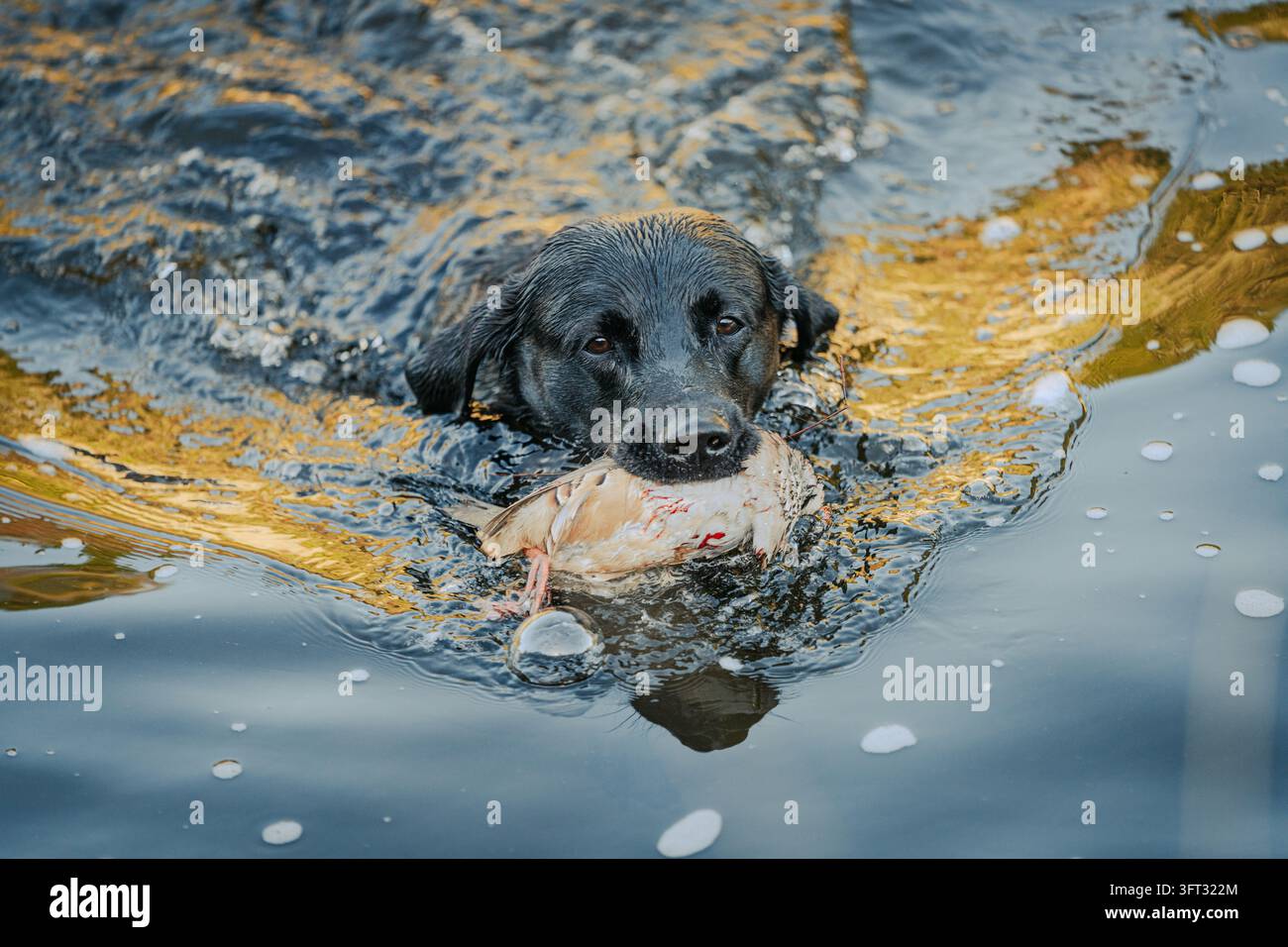 Labrador noir chien de chasse pataugeant dans une rivière portant une perdrix aux pattes rouges lors d'une chasse à la dérive dans les Borders écossais, Royaume-Uni Banque D'Images