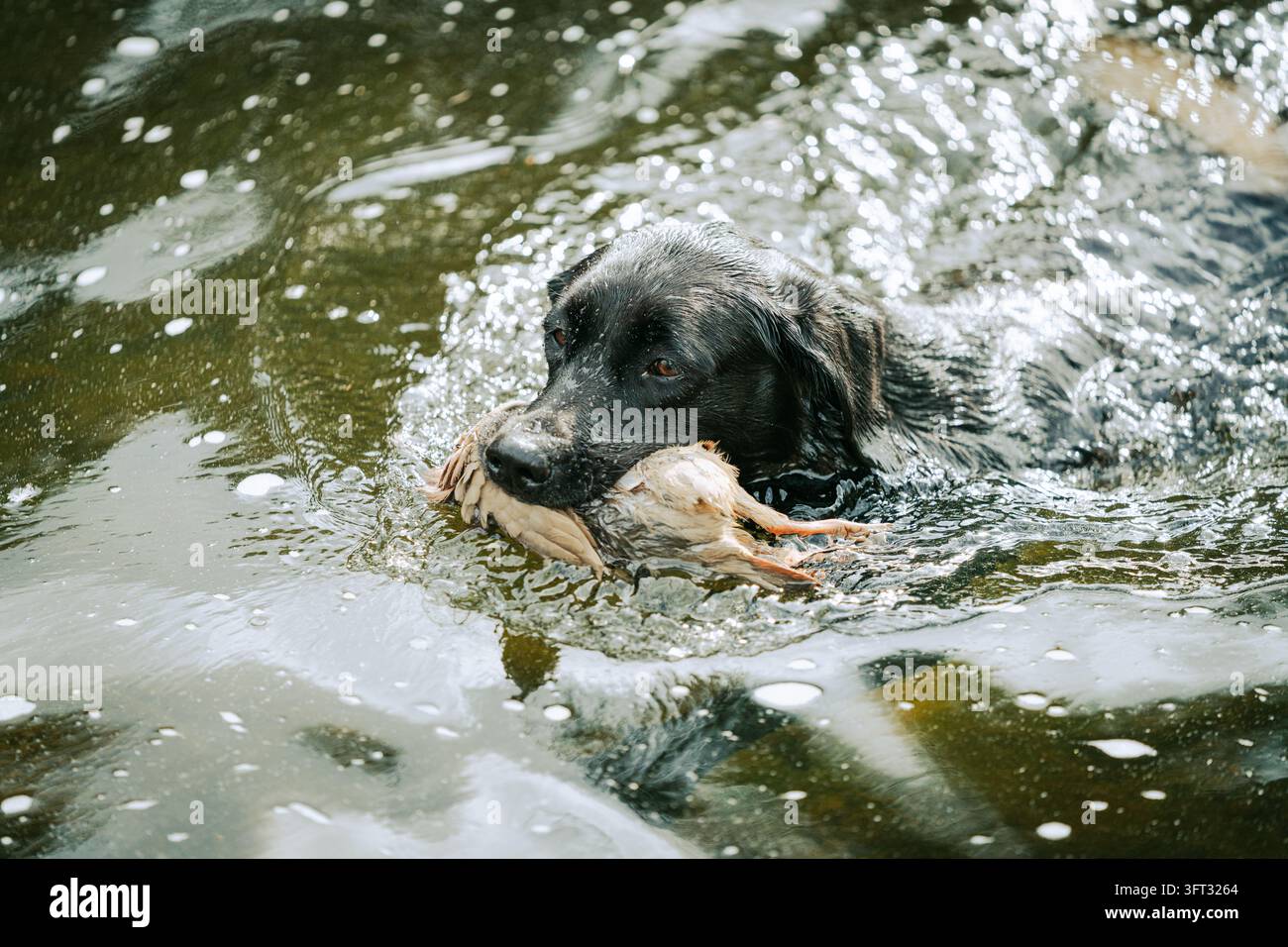 Labrador noir chien de chasse pataugeant dans une rivière portant une perdrix aux pattes rouges lors d'une chasse à la dérive dans les Borders écossais, Royaume-Uni Banque D'Images