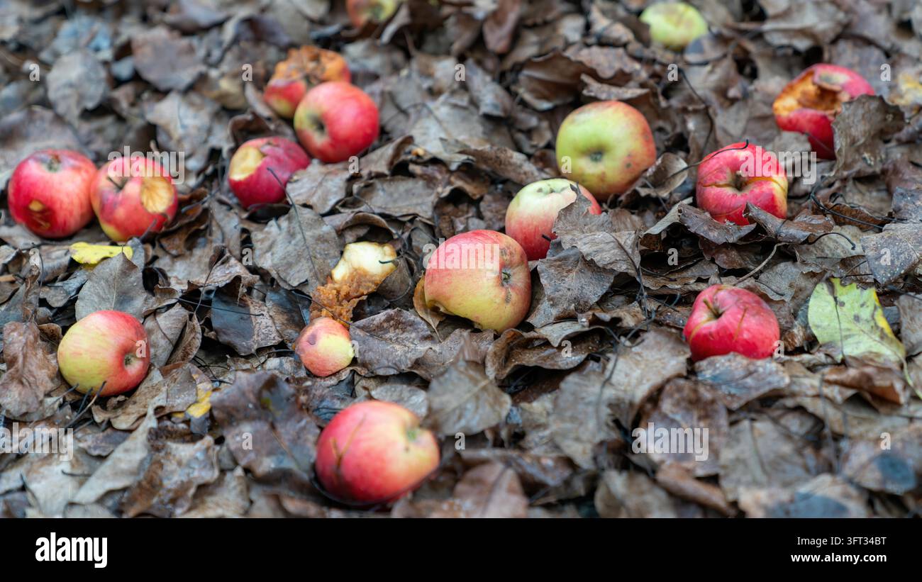 Pommes tombées, certaines à moitié mangées et pourrissantes, éparpillées sur un tapis de feuilles d'automne brunes dans un verger Banque D'Images