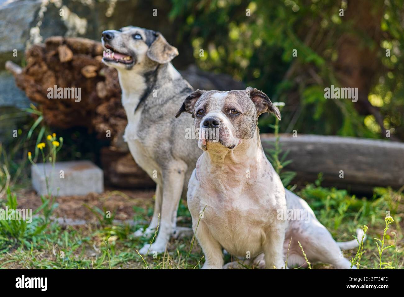 Une photographie de stock commerciale montrant deux chiens de races mêlées amicals posant ensemble en plein air dans un cadre naturel avec un tas de bois en arrière-plan Banque D'Images