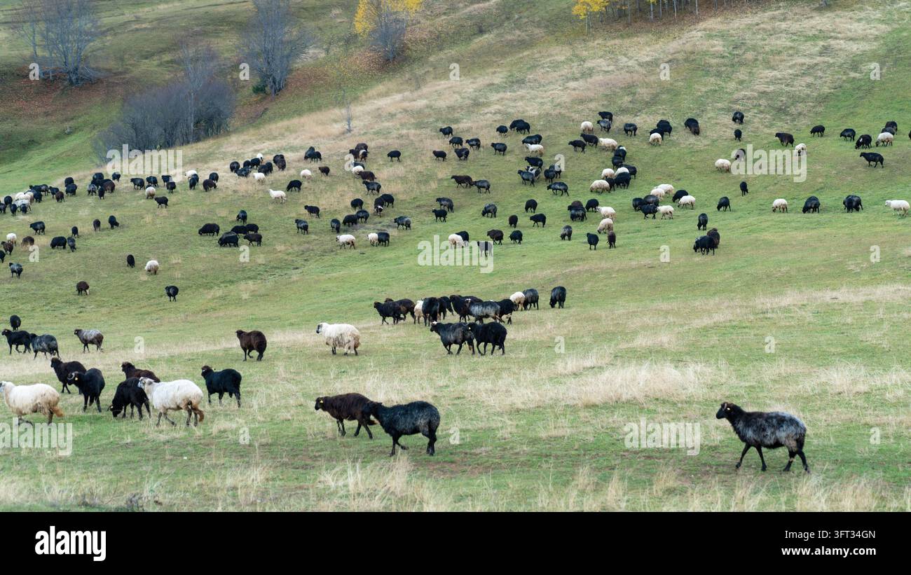 Troupeau de moutons noirs, bruns et blancs paissant sur une pâturage en colline à l'automne à Artvin, Turquie, hautes terres de la mer Noire Banque D'Images